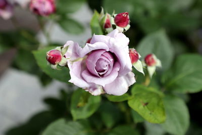 Close-up of pink rose