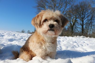 Portrait of dog on snow