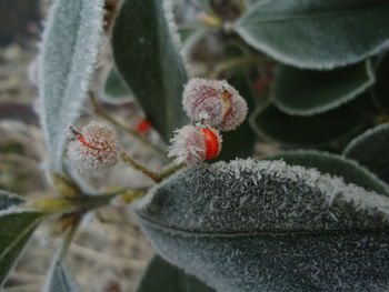 Close-up of snake on plant