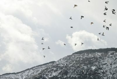 Low angle view of birds flying against sky