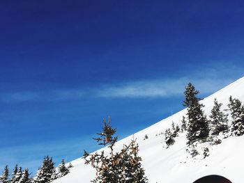 Low angle view of trees on snowcapped mountain against sky