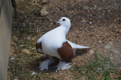 Close-up of bird perching on ground