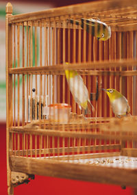 Close-up of birds in cage