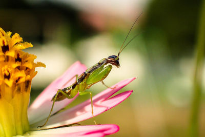 Close-up of insect on pink flower