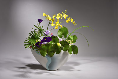 plant