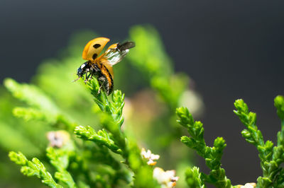 Close-up of insect pollinating on flower