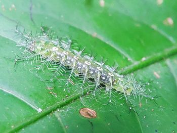 High angle view of insect on leaf