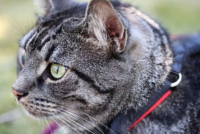 Close-up of a cat looking away