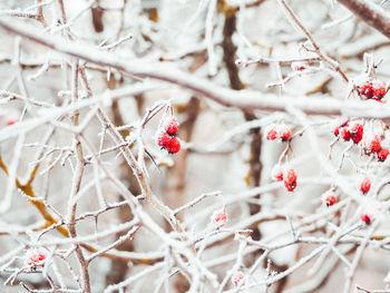 Close-up of red berries on tree