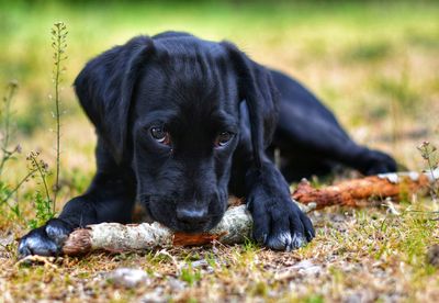 Black dog lying on field