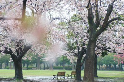 Trees in park