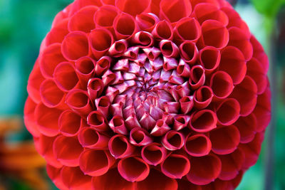 Close-up of pink dahlia