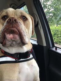 Close-up of dog sitting in car