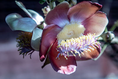 Close-up of purple flowering plant