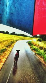 View of trees on field