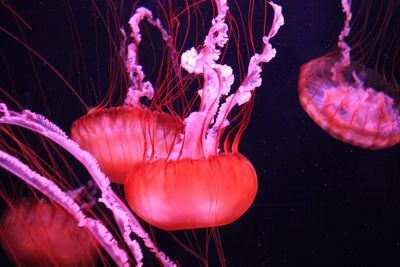 Close-up of jellyfish in sea