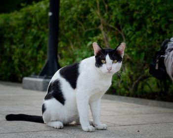 Portrait of white cat