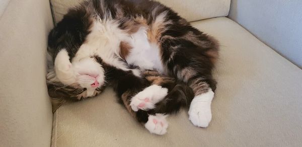 High angle view of cat sleeping on sofa