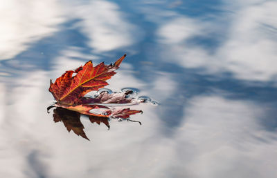 Close-up of maple leaf on water