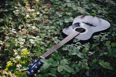 Close-up of guitar on plant