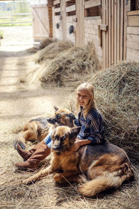 A girl is sitting in a stable on straw and stroking two german shepherds and looking at the camera