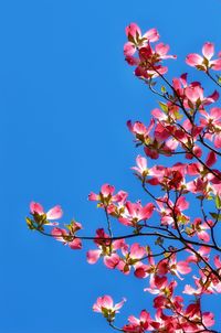 Low angle view of pink flowers against clear blue sky