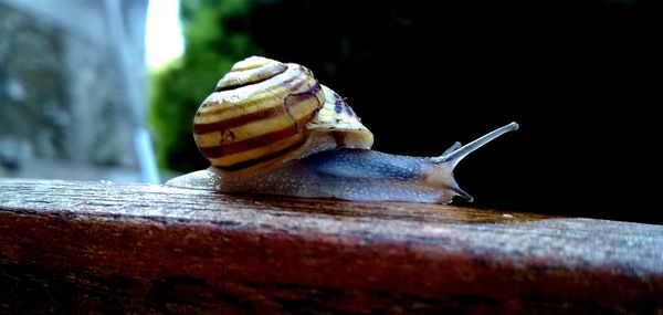 Close-up side view of a snail