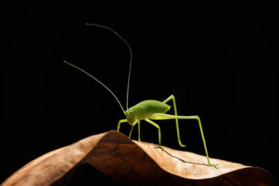 Close-up of insect over black background