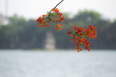 Close-up of red berries on tree during autumn