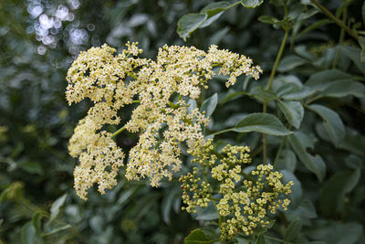 Close-up of white flowering plant