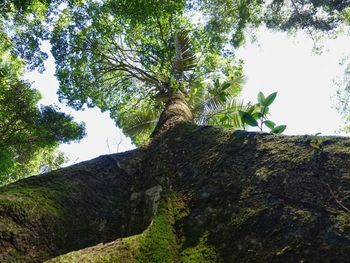 Low angle view of trees against sky