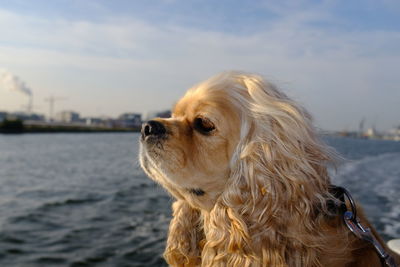 Close-up of dog looking away