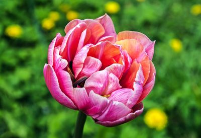 Close-up of flower blooming outdoors