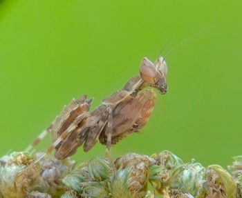 Close-up of insect