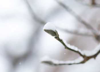 Close-up of frozen plant