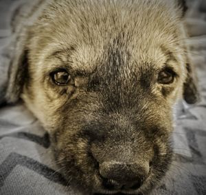 Close-up portrait of dog
