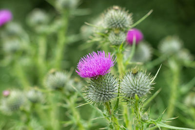 Close-up of pink flowers