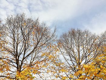 Low angle view of plants against sky during autumn