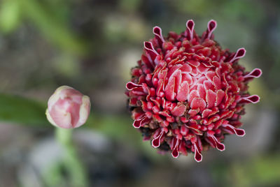 Close-up of flower against blurred background