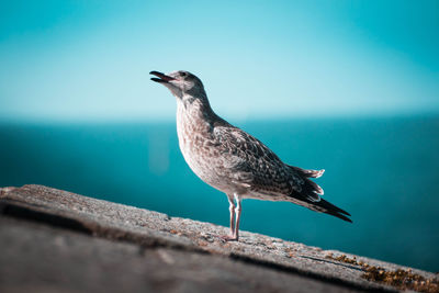 Close-up of seagull perching on retaining wall