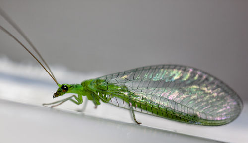 Close-up of green insect