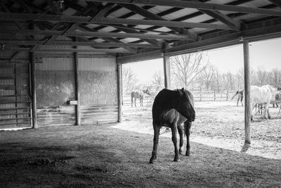 Horse standing by trees against sky