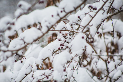 Close-up of snow on cherry tree