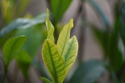 Close-up of plant