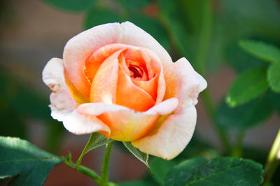 Close-up of rose against blurred background