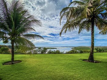 Palm trees on field against sky