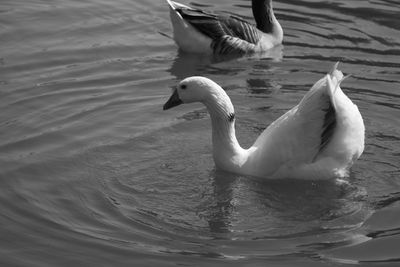 Swans swimming in lake