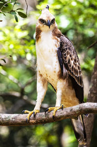 Low angle view of eagle perching on branch