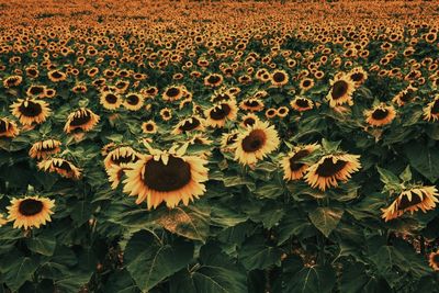 Full frame shot of yellow flowers blooming on field