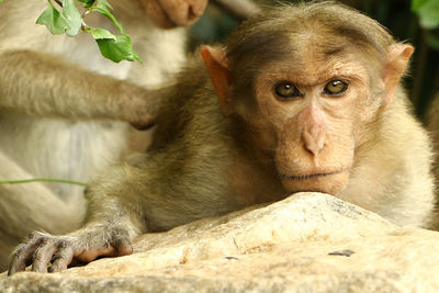Portrait of monkey sitting